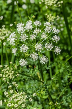 Oenanthe crocata, Birleşik Krallık 'ta bulunan en zehirli bitki. Beyaz bir bahar kır çiçeği otuna sahip ve halk arasında Hemlock Water Dropwort olarak bilinir.