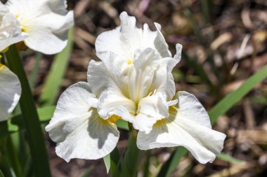 İris sibirica 'Gümüş Kraliçe'. Sibirya bayrağı olarak bilinen beyaz bir yaz çiçeği olan bir çiçek bitkisi.