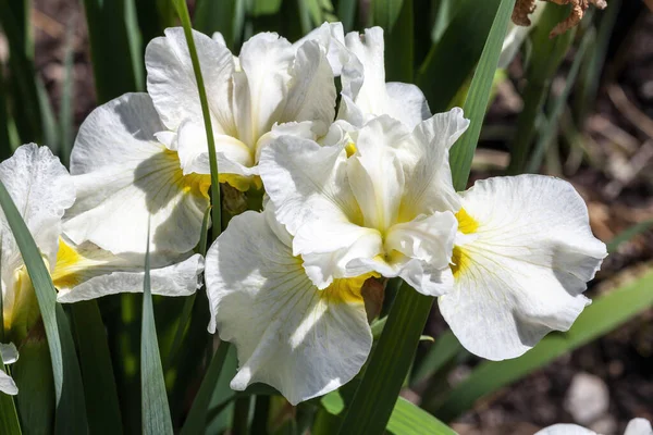 Ирис Сибирика Серебряная Королева Летнее Цветущее Растение Белым Цветком Летом — стоковое фото