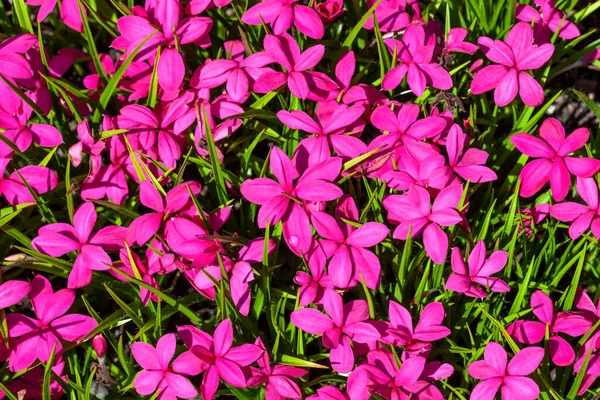 Rhodohypoxis Milloides Claret Flowering Bulbous Plant Pink Red Springtime Flower — Stock Photo, Image