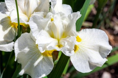 İris sibirica 'Gümüş Kraliçe'. Sibirya bayrağı olarak bilinen beyaz bir yaz çiçeği olan bir çiçek bitkisi.