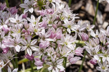 Allium 'Cameleon', yaz başında çiçek açan soğan çiçekli bir çiçek. Yaygın bilinen adıyla süs soğanı, stok fotoğrafı.