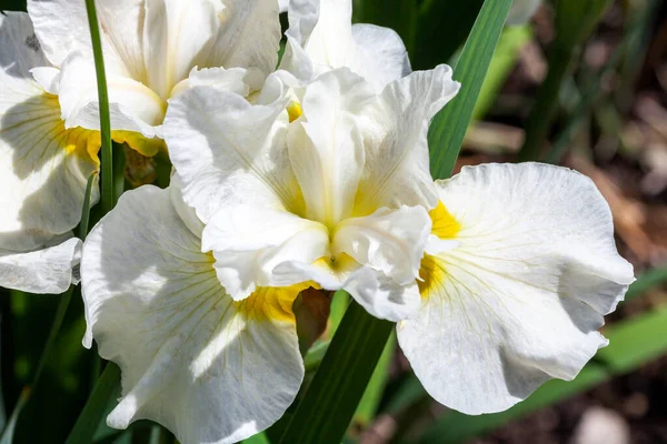 İris sibirica 'Gümüş Kraliçe'. Sibirya bayrağı olarak bilinen beyaz bir yaz çiçeği olan bir çiçek bitkisi.