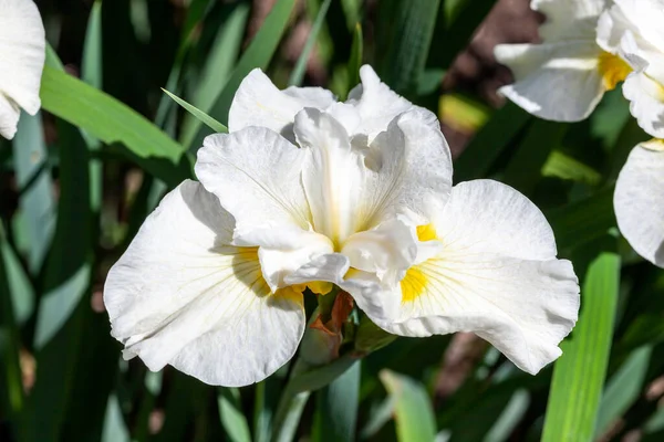 Ирис Сибирика Серебряная Королева Летнее Цветущее Растение Белым Цветком Летом — стоковое фото