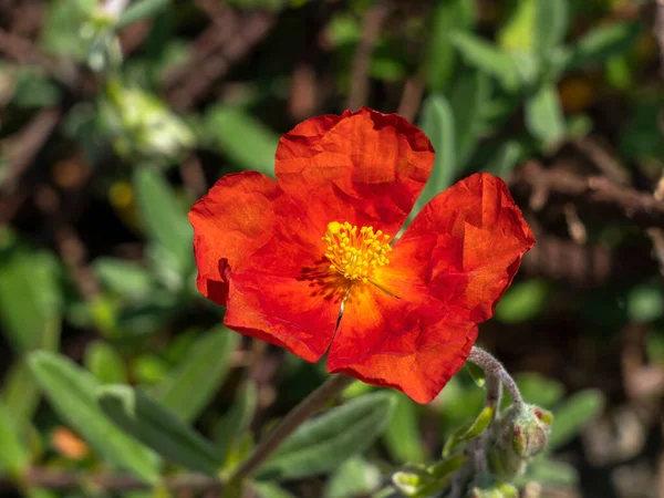 Helianthemum Henfield Brilliant Summer Flowering Evergreen Small Shrub Plant Orange — Stock Photo, Image