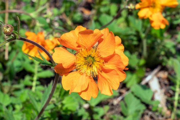 Geum Fireball Una Pianta Fiore Estiva Con Fiore Giallo Arancio — Foto Stock