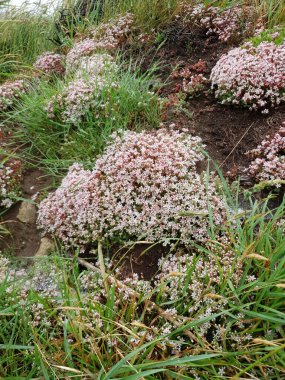 Sedum Albümü diğer adıyla White Stonecrop. Beyaz pembe yaz çiçeği olan bir kır çiçeği bitkisi.