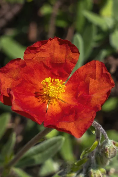 Helianthemum Henfield Brilliant Una Pianta Arbustiva Sempreverde Fiorita Estiva Con — Foto Stock