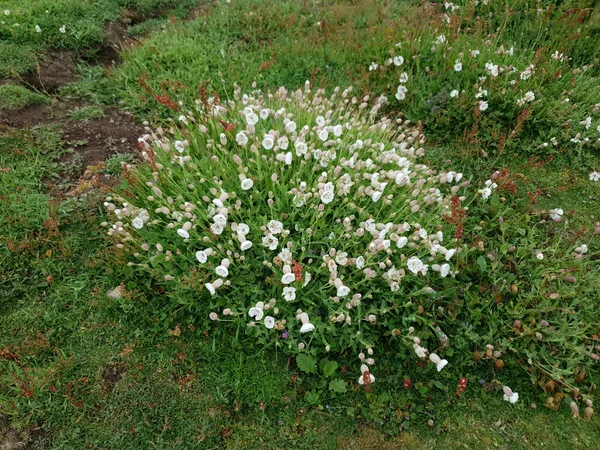 Silene Uniflora Otherwise Known Sea Campion Spring Summer Wildflower Plant — Stock Photo, Image