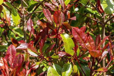 Photinia x fraseri 'Red Robin', beyaz bir bahar çiçeği ve kırmızı yapraklı, yemyeşil bir bahar çalı bitkisi.