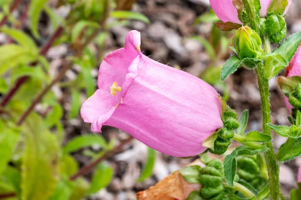 一般的にベルフラワーまたはカンタベリーベルとして知られている直立した春の花を持つ春の夏の開花植物 チャンピオンピンク ストックフォトイメージ — ストック写真