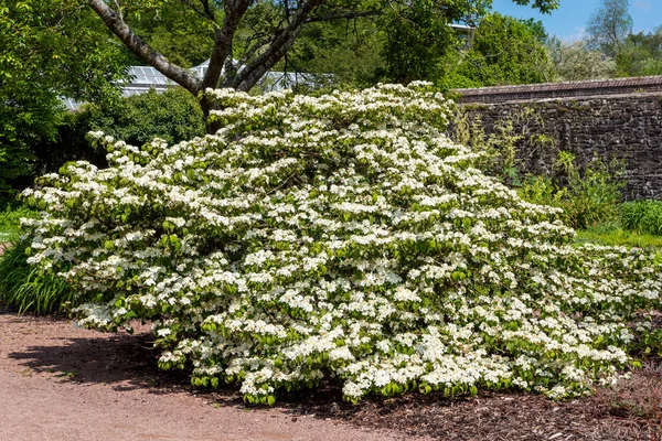 Viburnum Plicatum Forma Tomentosum Shasta Bílý Jaro Letní Kvetoucí Keř — Stock fotografie