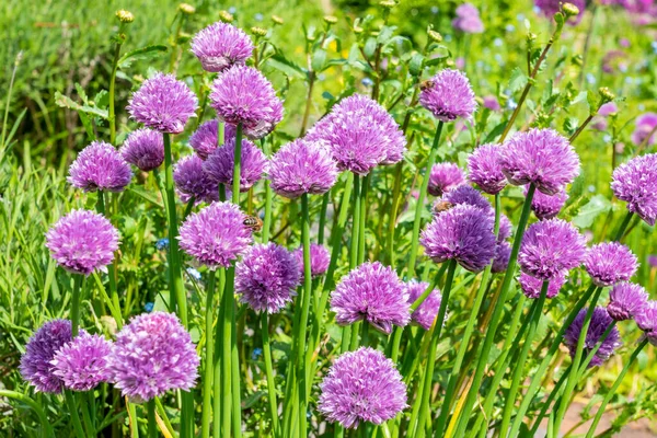 Chives Allium Schoenoprasum Spring Summer Flowering Plant Pink Purple Flower — Stock Photo, Image
