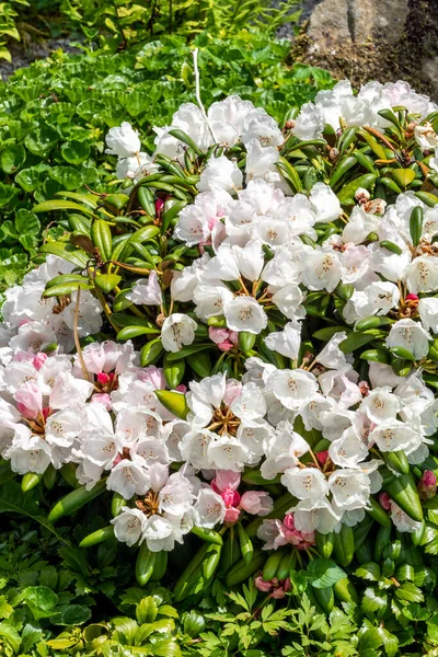 Rhododendron Obtusum Schneeperle Una Pianta Arbustiva Fiorita Estiva Con Fiore — Foto Stock