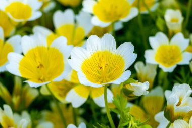 Haşlanmış yumurta bitkisi (Limnanthes douglasii), bahar ve sonbahar boyunca yetişen yaygın bir bahçe bitkisi.