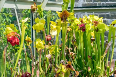 Sarracenia 'Camisole' sinek kapanı etobur bir bitki. Trompet atıcısı olarak da bilinir.