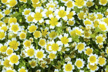 Haşlanmış yumurta bitkisi (Limnanthes douglasii), bahar ve sonbahar boyunca yetişen yaygın bir bahçe bitkisi.