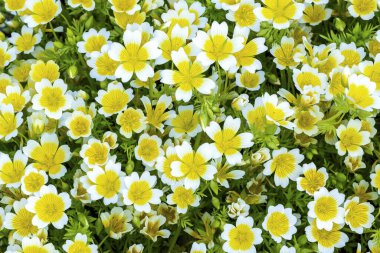 Poached egg plant, (Limnanthes douglasii)  a common annual garden flower plant growing throughout spring summer and autumn, stock photo image clipart