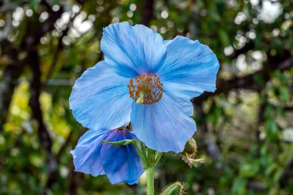 Meconopsis Lingholm Fertile Blue Group Ένα Ανοιξιάτικο Ανθοφόρο Φυτό Ένα — Φωτογραφία Αρχείου