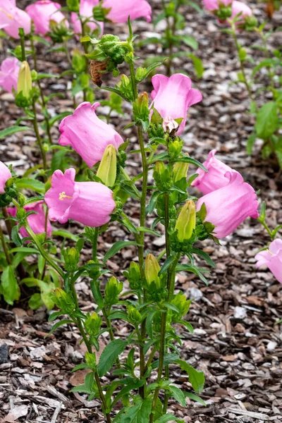 一般的にベルフラワーまたはカンタベリーベルとして知られている直立した春の花を持つ春の夏の開花植物 チャンピオンピンク ストックフォトイメージ — ストック写真