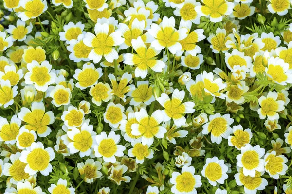 Poached Egg Plant Limnanthes Douglasii Common Annual Garden Flower Plant — Stock Photo, Image