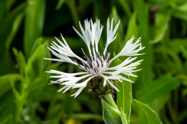 Centaurea montana 'Alaba' a summer flowering plant with a ragged petalled summertime flower commonly known as white perennial cornflower, stock photo image  clipart