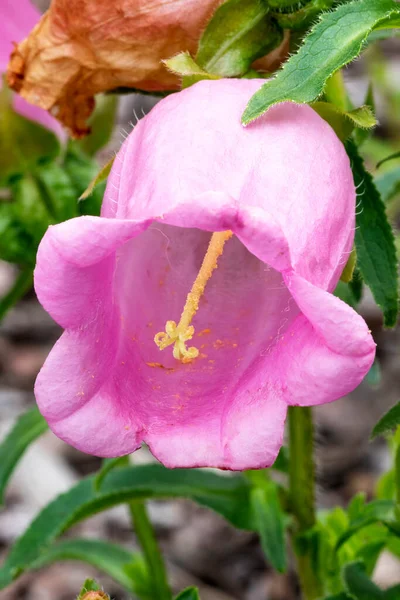 一般的にベルフラワーまたはカンタベリーベルとして知られている直立した春の花を持つ春の夏の開花植物 チャンピオンピンク ストックフォトイメージ — ストック写真