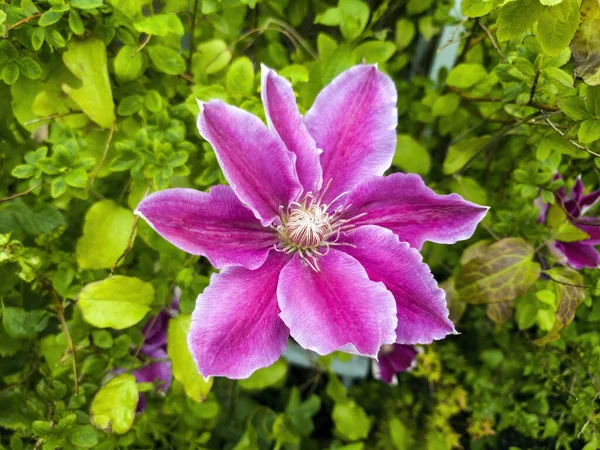 Clematis Wiosenna Roślina Kwitnąca Latem Purpurowym Kwiatem Lato Powszechnie Znany — Zdjęcie stockowe