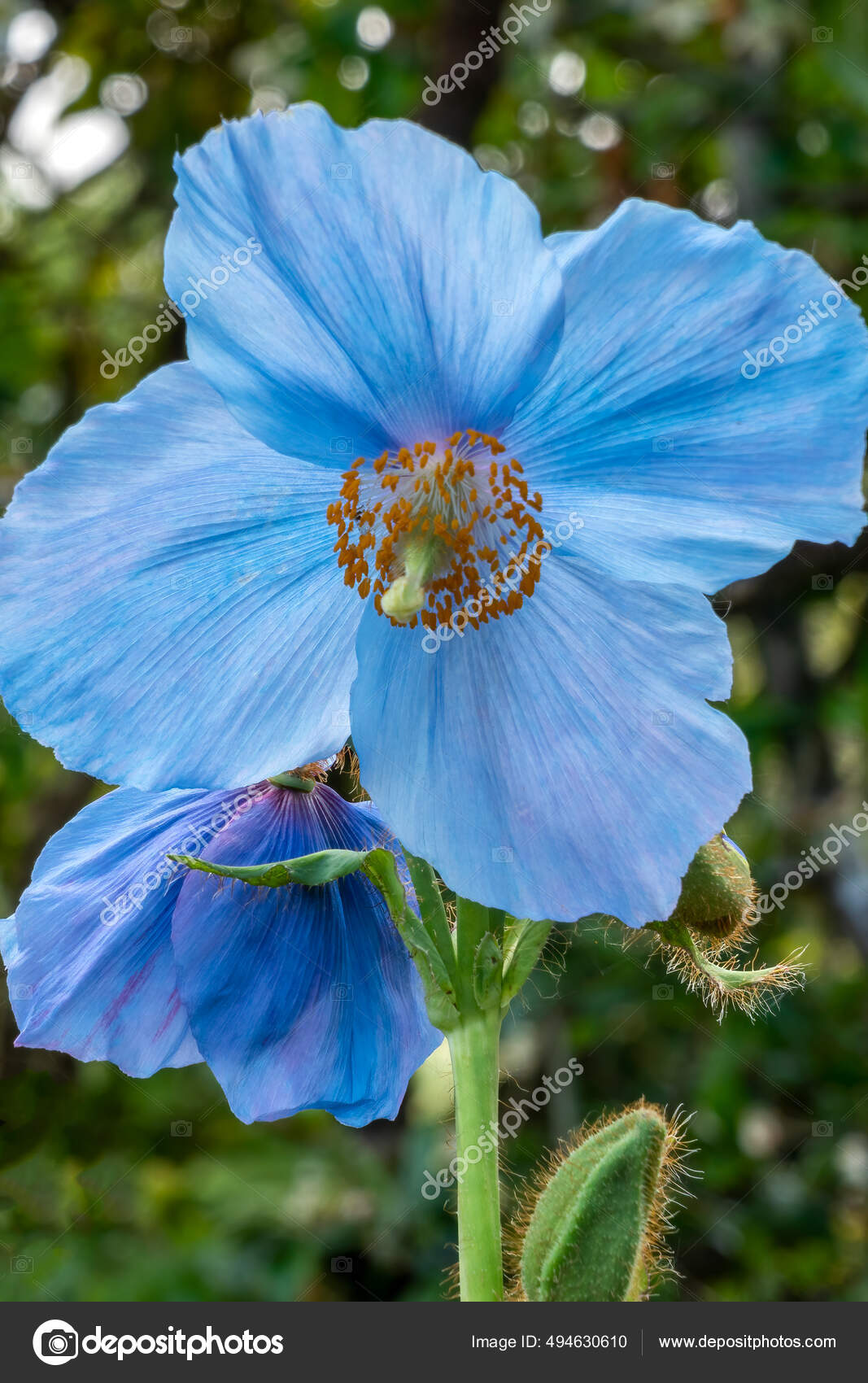 Голубой Мак Фото – Telegraph