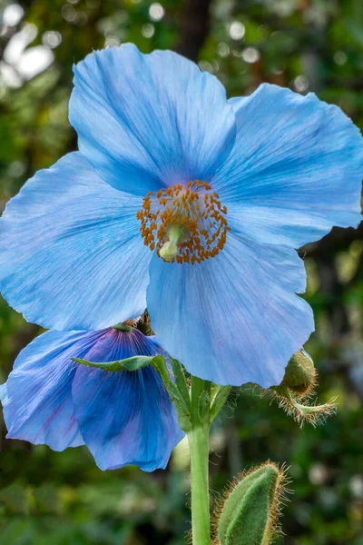 ヒマラヤブルーポピーとして一般的に知られている青い夏の花を持つ春の夏の開花植物 リンゴルム 肥沃なブルーグループ ストックフォトイメージ — ストック写真