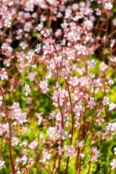 Saxifraga Urbium Весняна Літня Квіткова Рослина Рожевою Білою Літньою Квіткою — стокове фото