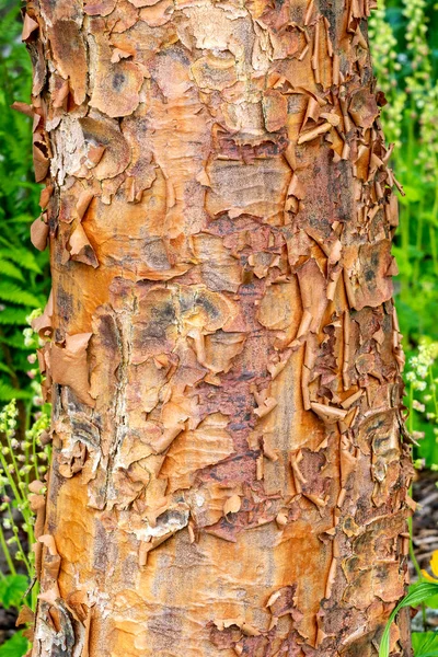 Acer Griseum Textura Corteza Árbol Que Conoce Comúnmente Como Arce — Foto de Stock