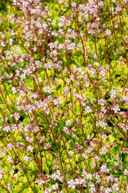 Saxifraga x urbium, yaz aylarında çiçek açan bir bitki. Pembe beyaz bir yaz çiçeği. Genel olarak Londra Gururu olarak da bilinir.