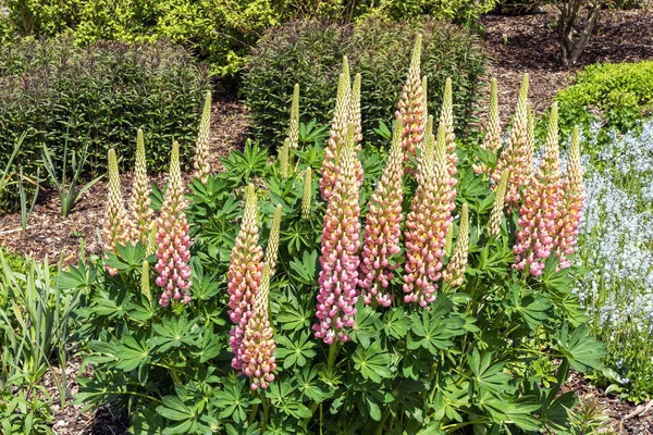 Lupin Lupinus Chatelaine Band Nobles Series Spring Summer Flowering Plant — Stock Photo, Image