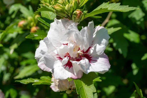 一般的にシャロンのバラとして知られている白い赤い夏の花とハイビスカスの 赤いハート 夏の開花植物 ストックフォトイメージ — ストック写真