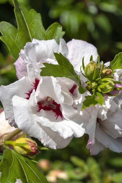 Hibiskus Czerwone Serce Letnia Kwitnąca Roślina Białym Czerwonym Kwiatem Letnim — Zdjęcie stockowe