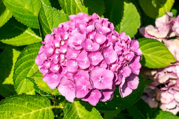 Hydrangea Macrophylla Latem Kwitnąca Roślina Różowym Kwiatem Letnim Fotografia Fotograficzna — Zdjęcie stockowe