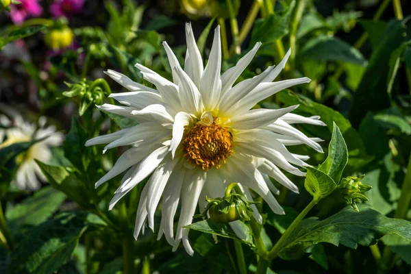 Dahlia Min Kärlek Sommar Höst Blommande Växt Med Vit Sommar — Stockfoto