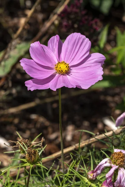 Cosmos Bipinnatus Sonata Pink Latem Kwitnąca Roślina Różowym Kwiatem Summerycznym — Zdjęcie stockowe