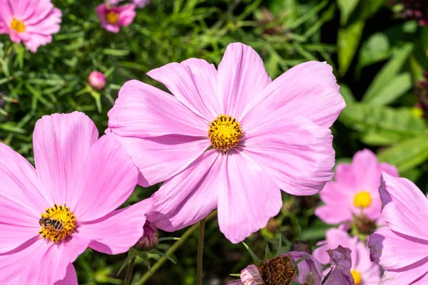 Kosmos Bipinnatus Sonata Pink Summer Flowering Plant Pink Summer Merime — Stock fotografie