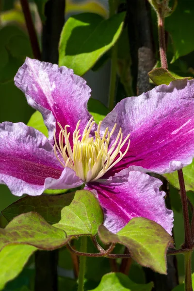 Clematis Piilua Весеннее Летнее Цветущее Растение Розовым Фиолетовым Цветком Летом — стоковое фото