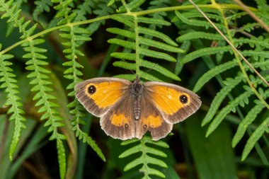 Gatekeeper Butterfly (Pyronia tithonus), Çit Kahverengisi olarak bilinen uçan böcek.
