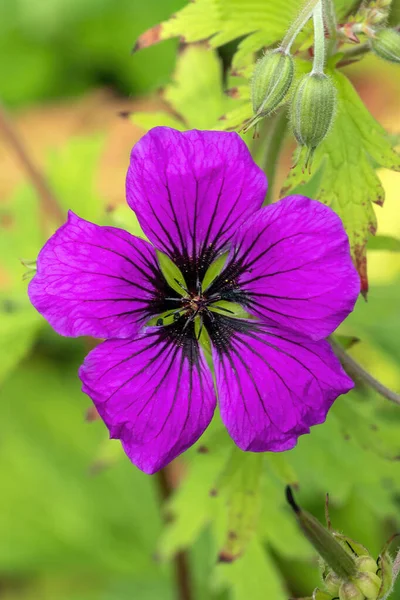 一般的に牧草地クレナビルとして知られているピンク紫色の夏の花を持つ夏の開花植物 ワゲニンゲン ストックフォトイメージ — ストック写真