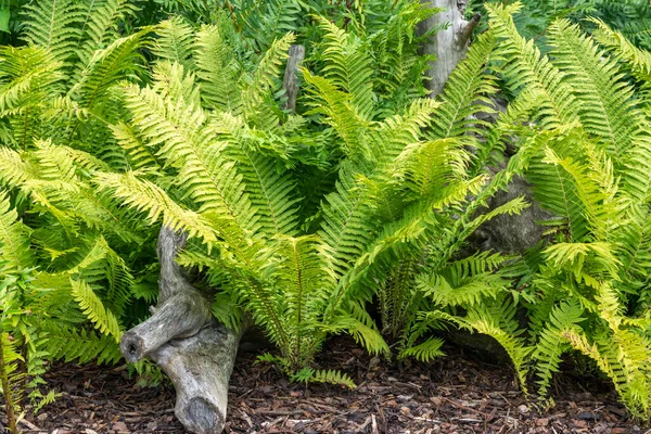 Matteuccia Struthiopteris Fern Plant Green Fronds Throughout Spring Summer Autumn — Stock Photo, Image