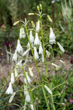 Ornithogalum Candicans, yaz aylarında çiçek açan ve yaz aylarında sümbülü olarak bilinen çiçek açan bir çiçek türü.
