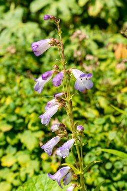 Penstemon 'Alice Hindley' mor mavi yaz çiçekli bir bahar çiçeği, stok fotoğrafı