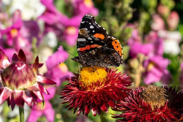 夏の間にHelichysumわらの花の植物に休んでいる赤い提督蝶 Vanada Atalanta マクロはストックフォトイメージを閉じます — ストック写真