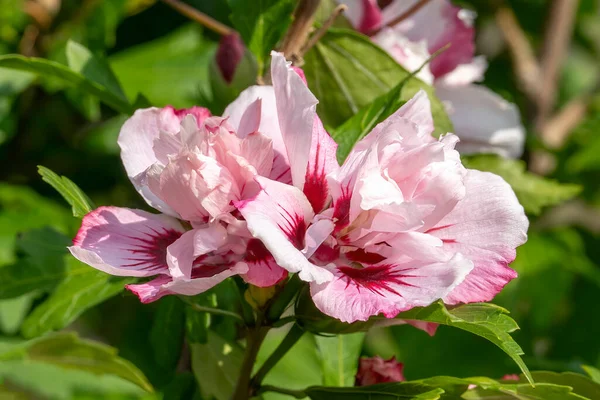 一般的にシャロンのバラとして知られているピンクの赤い夏の花を持つ夏の開花低木植物 レディ スタンレー ストックフォトイメージ — ストック写真