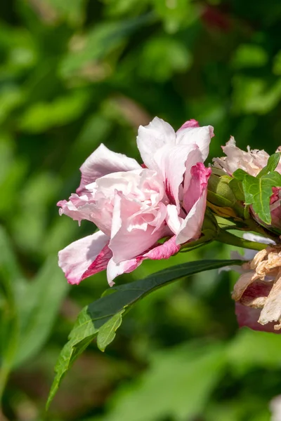 Hibiskus Lady Stanley Latem Kwitnąca Roślina Krzewu Różowym Czerwonym Kwiatem — Zdjęcie stockowe