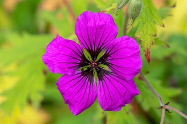 Sardunya x Oxonianum 'Wageningen' pembe yaz çiçeği olan bir çiçek bitkisi. Genel olarak çayır turna kuşu gagası olarak bilinir.